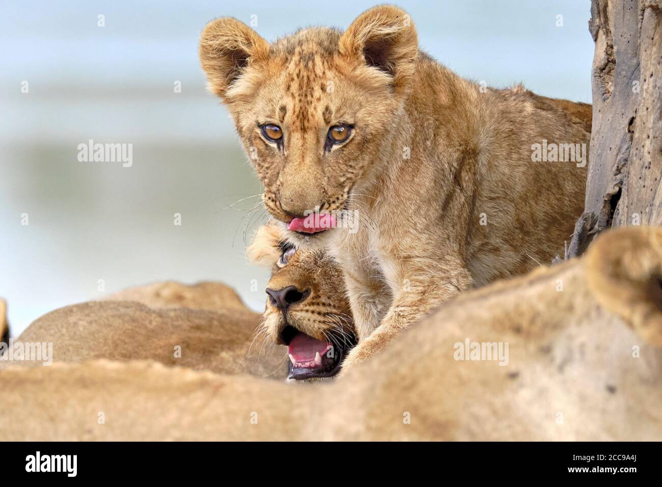 Porträt Löwenjunges, Panthera leo, Augen sehen aus der Nähe. Unscharfer Hintergrund. South Luangwa National Park, Sambia Stockfoto