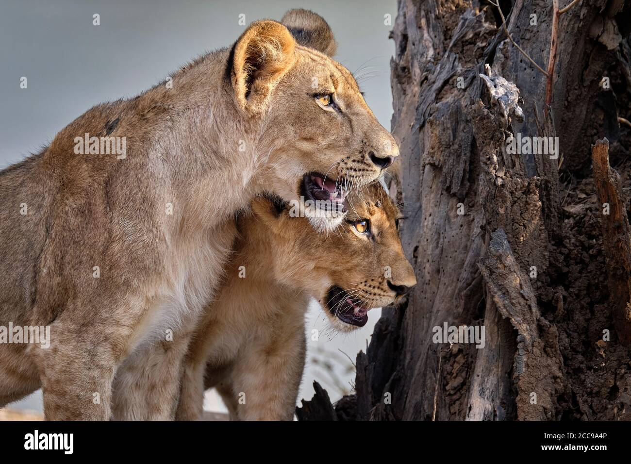 2 Löwenjungen Profil, Panthera leo, starrte neugierig und wachsam nach rechts vor einem Baumstamm. South Luangwa National Park, Sambia. Stockfoto