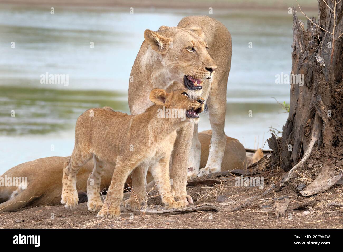Löwin und ihr junges, Panthera leo, zusammen. South Luangwa, Sambia Stockfoto
