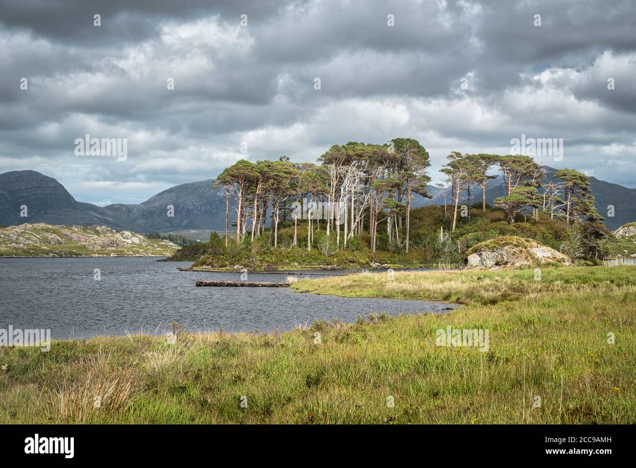 Die Twelve Pines auf einer Insel im Derrylare Lough in Grafschaft Galway Irland Stockfoto