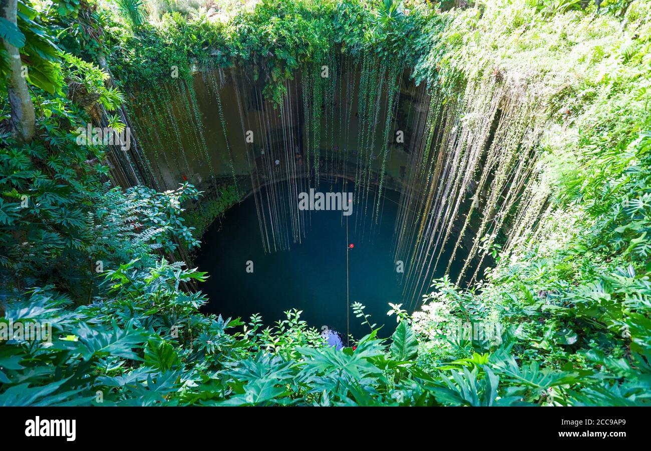 CHICHEN ITZA, MEXIKO - 25. Jul 2019: Die Reben stammen aus der üppigen Landschaft in Cenote Ik Kil, einem beliebten Badegebiet in der Nähe von Chichen Itza. Stockfoto