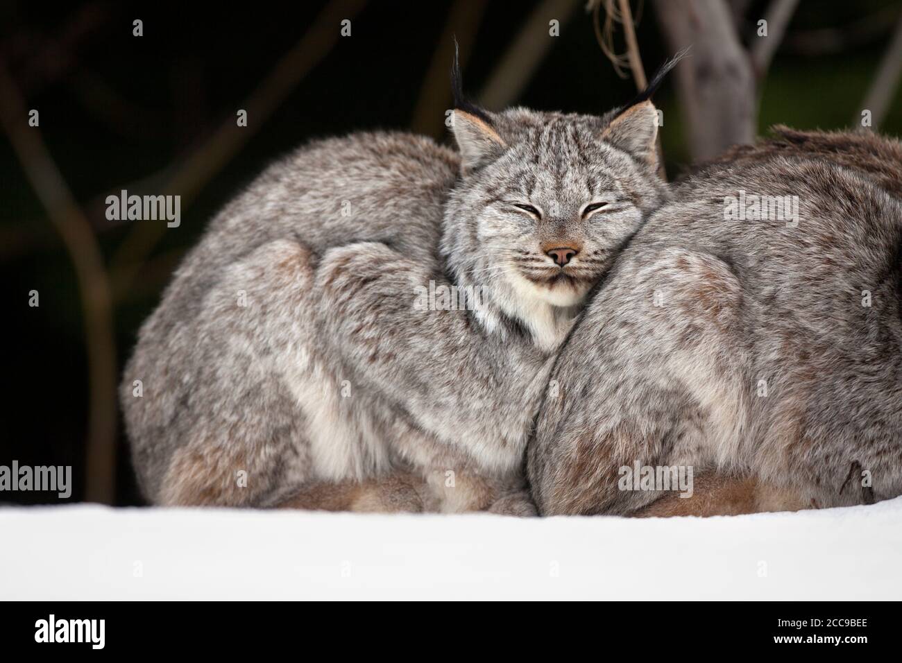 Der Kanadische Luchs (Lynx canadensis) liegt mit geschlossenen Augen an einem anderen Luchs und hebt seine dicken Wintermäntel in einem schneebedeckten Wald hervor. Stockfoto