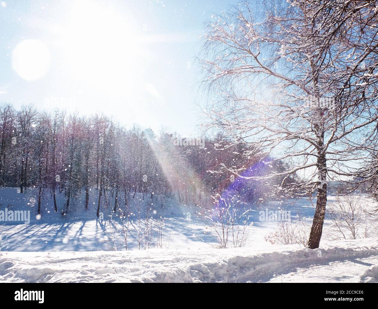 Schnee und Schnee auf den Ästen der Bäume. Park im hellen, sonnigen klaren Tag im Winter. Stockfoto