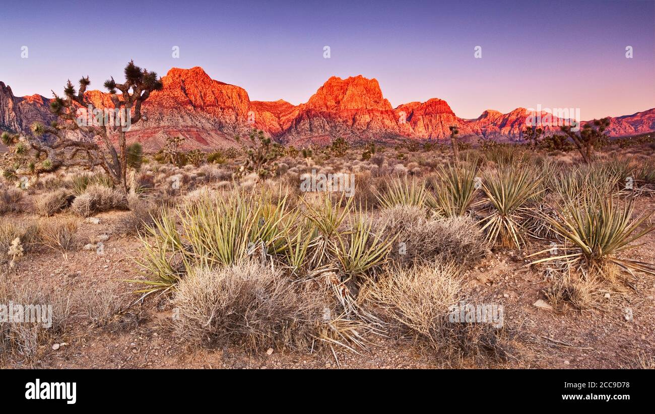 Bananenjucken, Joshua-Bäume vor Sandstein Bluff-Felsen bei Sonnenaufgang im Red Rock Canyon Gebiet, in der Mojave Wüste nahe Las Vegas, Nevada, USA Stockfoto