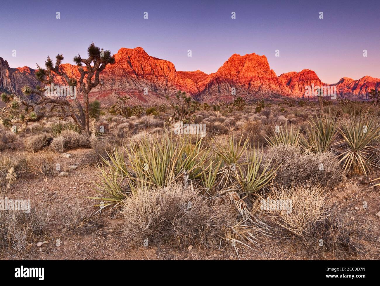 Bananenjucken, Joshua-Bäume vor Sandstein Bluff-Felsen bei Sonnenaufgang im Red Rock Canyon Gebiet, in der Mojave Wüste nahe Las Vegas, Nevada, USA Stockfoto