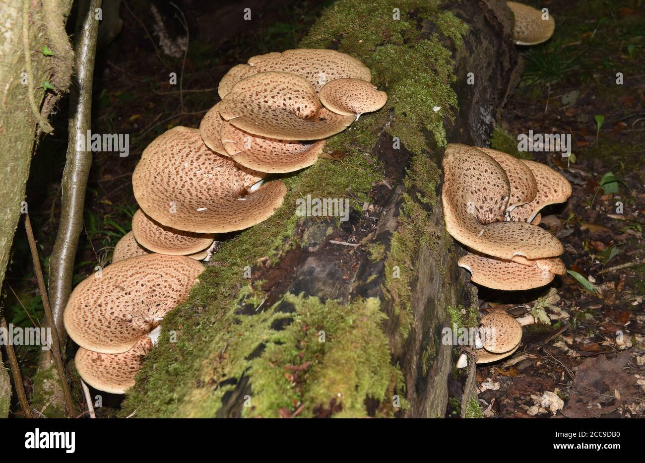 Wild Fungi Dryad’s Saddle oder Fasan Back Mushroom (Cerioporus squamosus) wächst auf toten Baumstumpf in Shropshire, Großbritannien, Großbritannien Stockfoto