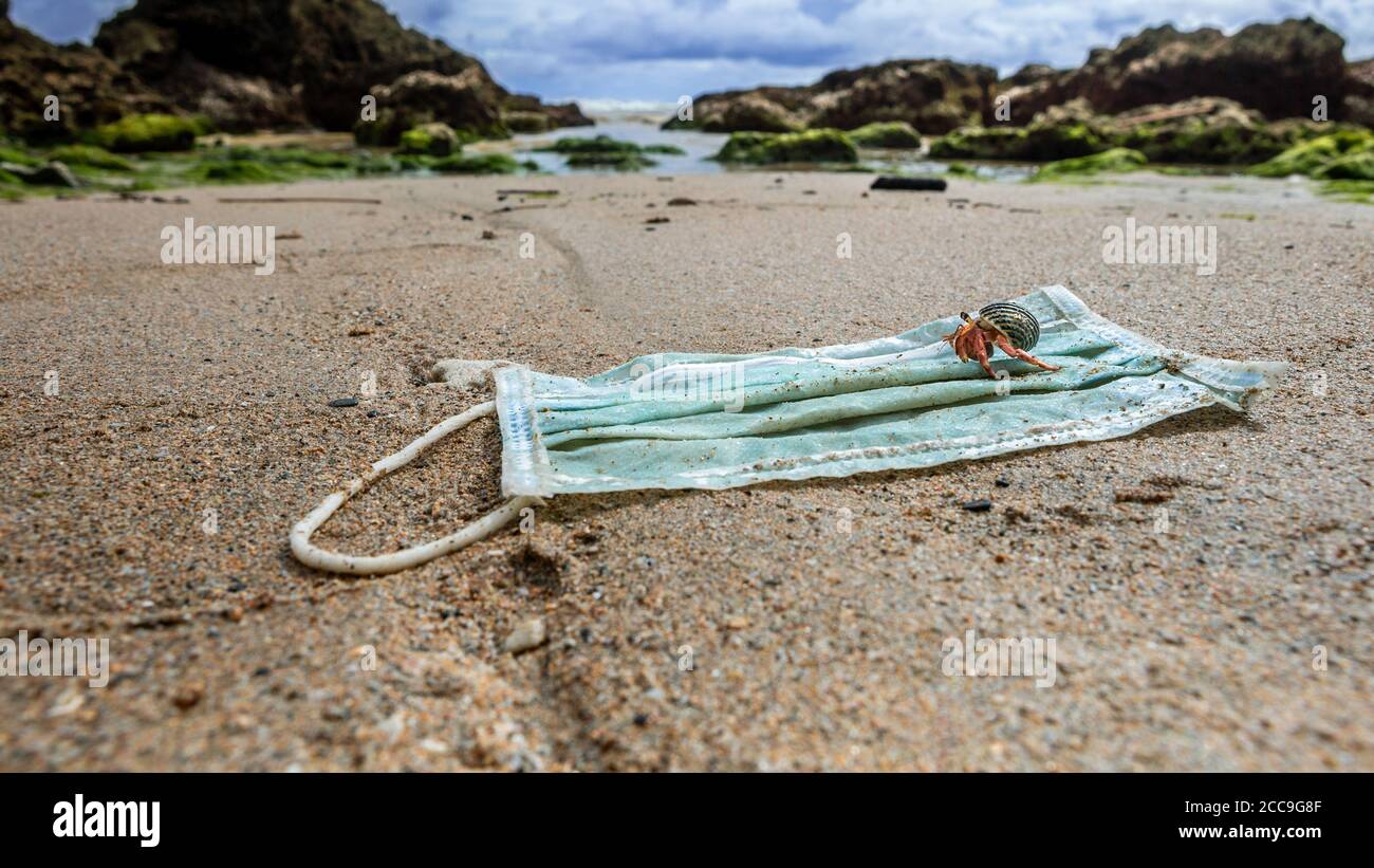 Einsiedlerkrebs, der über einen Müll aus gebrauchten medizinischen Masken auf dem Meerwasser läuft. Schlechte Folgen wie Verschmutzung oder Verschmutzung der Natur der Ozeane. Stockfoto