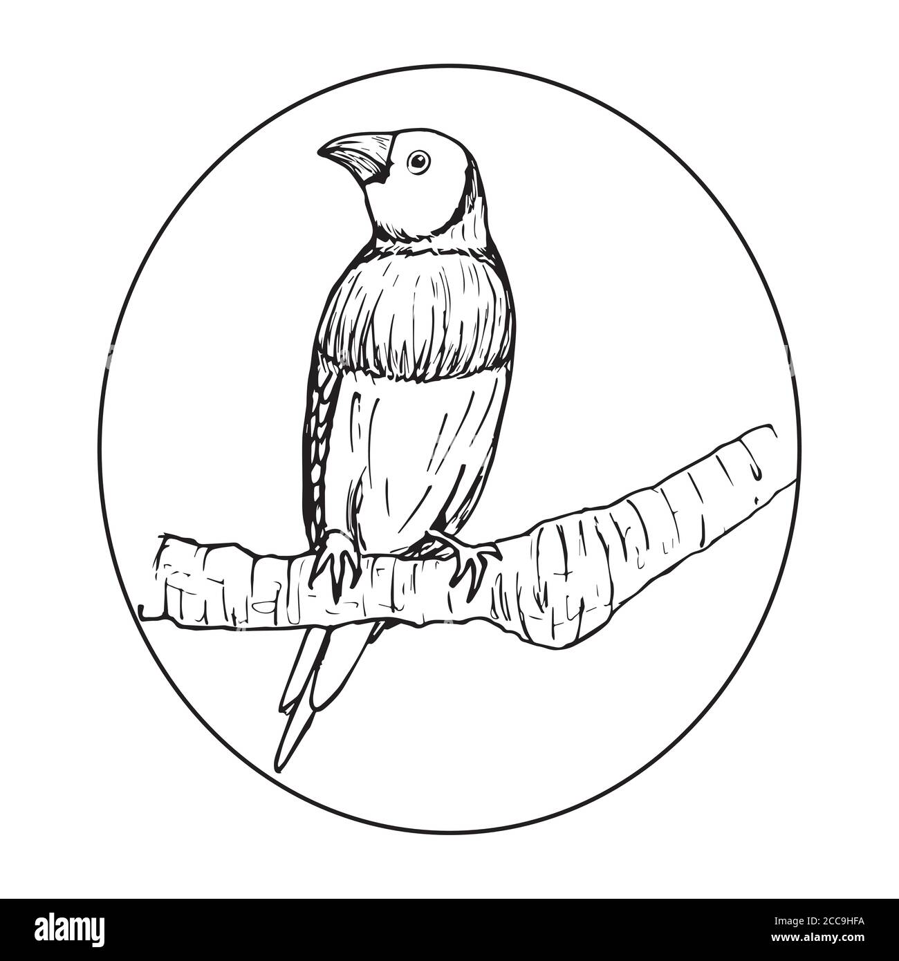 Finches Gould, Aquarellmalerei. Skizzieren. Der Vogel im Rahmen. Stock Vektor