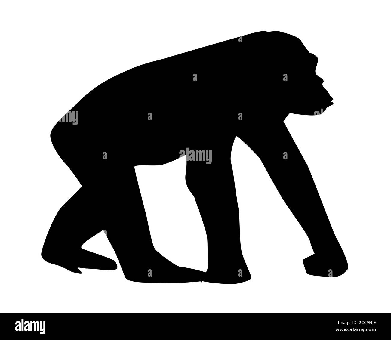 Silhouette eines Gorillas auf weißem Hintergrund Stockfoto