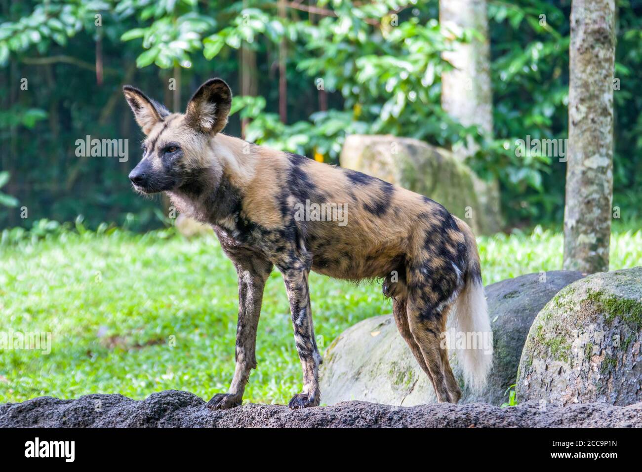 Der afrikanische Wildhund (Lycaon pictus) ist ein Hund, der in Afrika südlich der Sahara beheimatet ist. Es ist der größte einheimische Canid in Afrika. Stockfoto