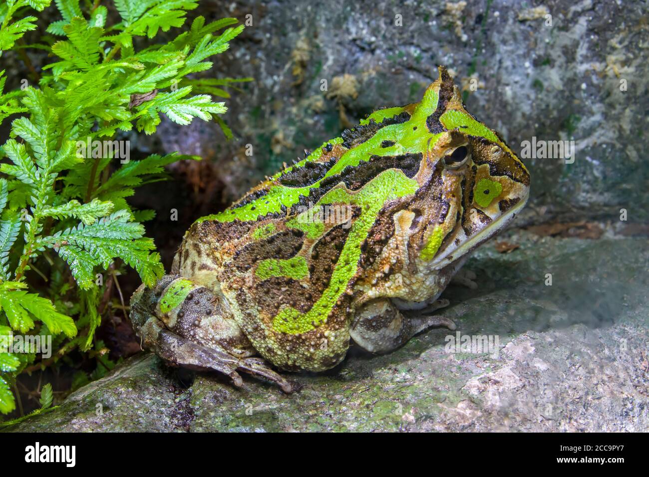 Der argentinische Hornfrosch (Ceratophrys ornata) ist eine Froschart aus der Familie der Ceratophryidae. Die Art ist endemisch in Südamerika. Stockfoto