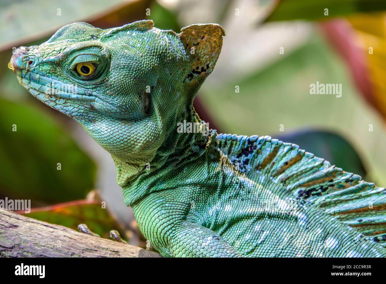 Das c'loseupBild des Basilisken mit doppelter Haubenschürte. Es ist