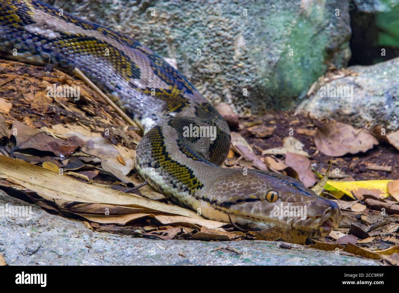 Die Netzpython (Malayopython reticulatus) ist eine Schlangenart aus der Familie der Pythonidae. Stockfoto