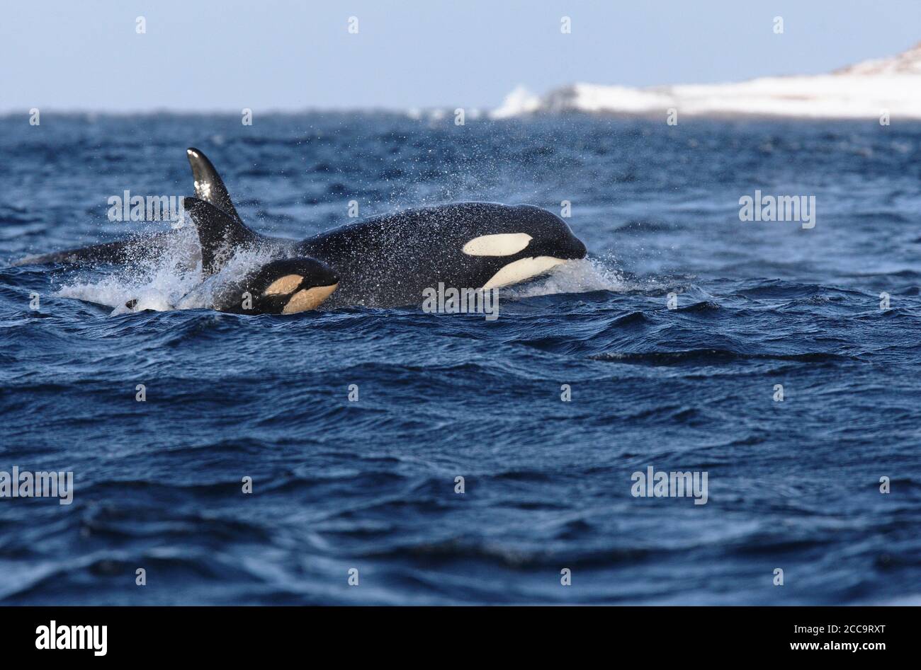 Killerwale (Orcinus Orca) schwimmen an einer arktischen Küste. Mutter und Kalb tauchen aus dem Meer auf, atmen durch. Stockfoto