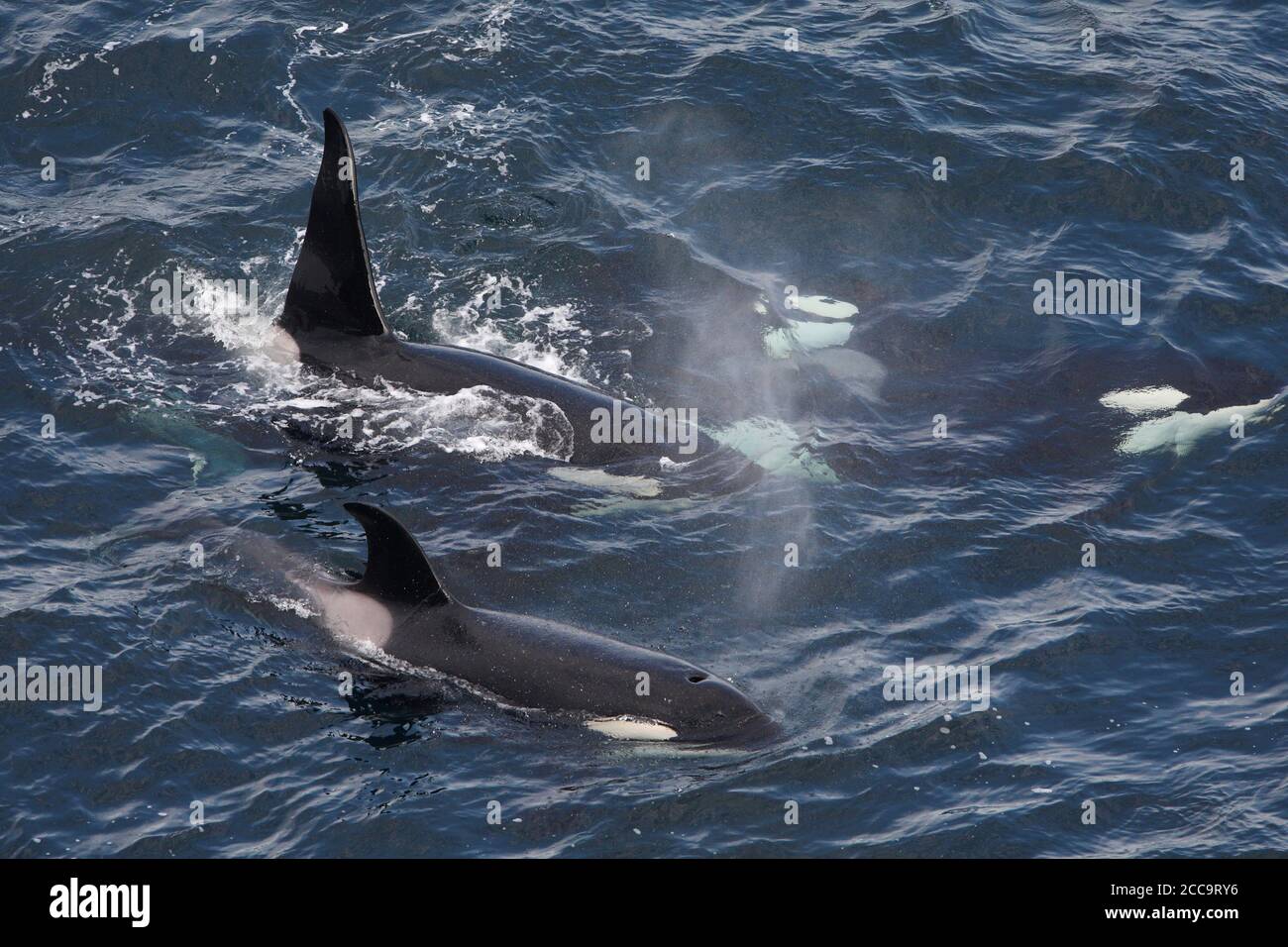 Pod von vier Killerwalen (Orcinus Orca) Schwimmen der Küste von Schottland. Stockfoto