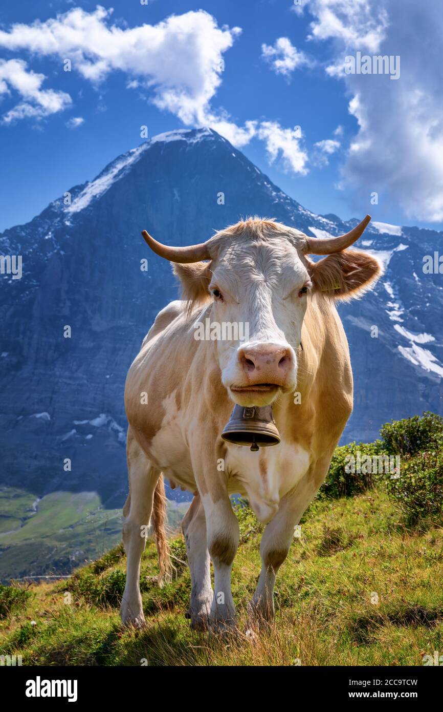 Schweizer Kuh in den hohen Bergen, Jungfrau Region, Kanton Bern, Schweiz Stockfoto