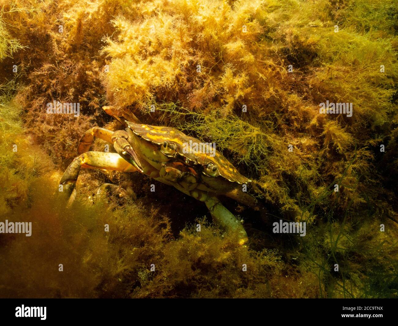 Ein Nahaufnahme Bild einer Krabbe unter Wasser. Bild aus Oresund, Malmö in Südschweden. Stockfoto