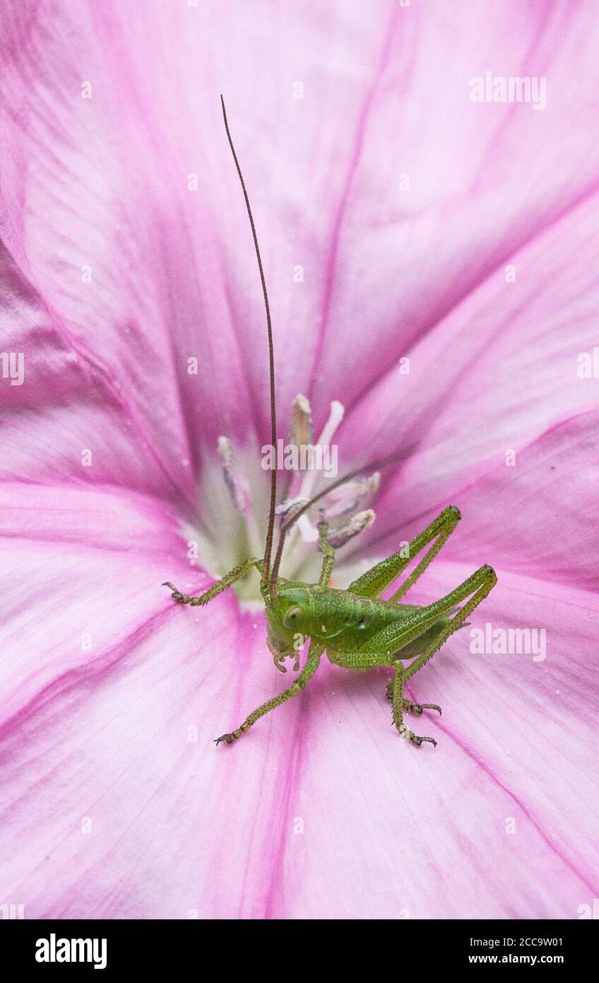 Krickennymphe in der Mitte eines rosa Convolvulus althaeoides Blume Stockfoto