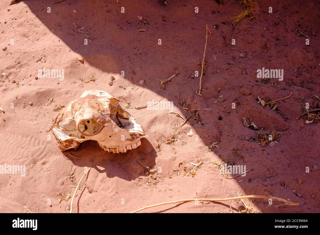 Ziegenschädel in der UNESCO archäologischen Stätte von Petra, Jordanien Stockfoto