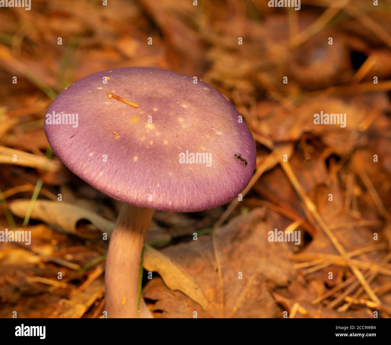 Purple capped Pilz auf dem Waldboden. Stockfoto