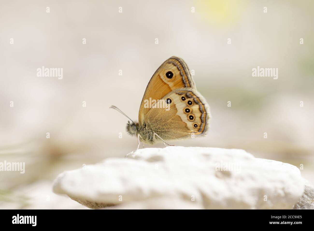 Dunkle Heide, die auf einem Felsen in Frankreich ruht. Stockfoto