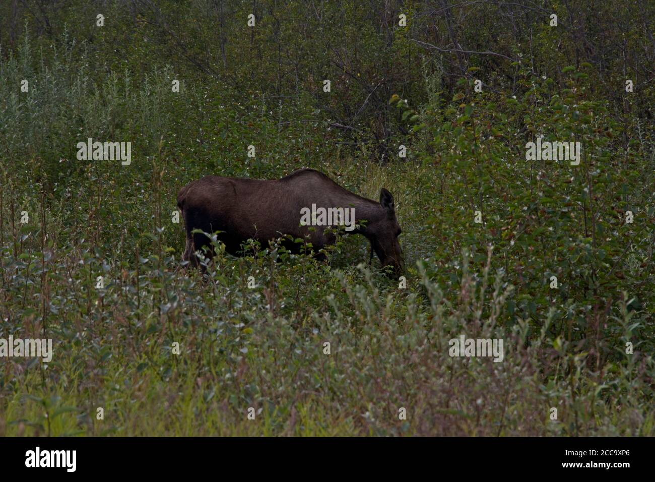 Alaska Moose Stockfoto