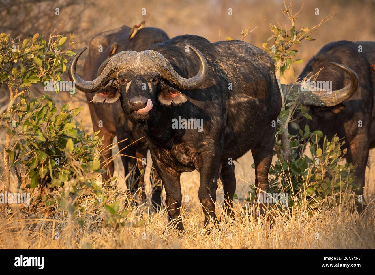 Landschaft Ganzkörper Kopf auf Porträt von Büffel Blick auf Kamera im Kruger Park Südafrika Stockfoto