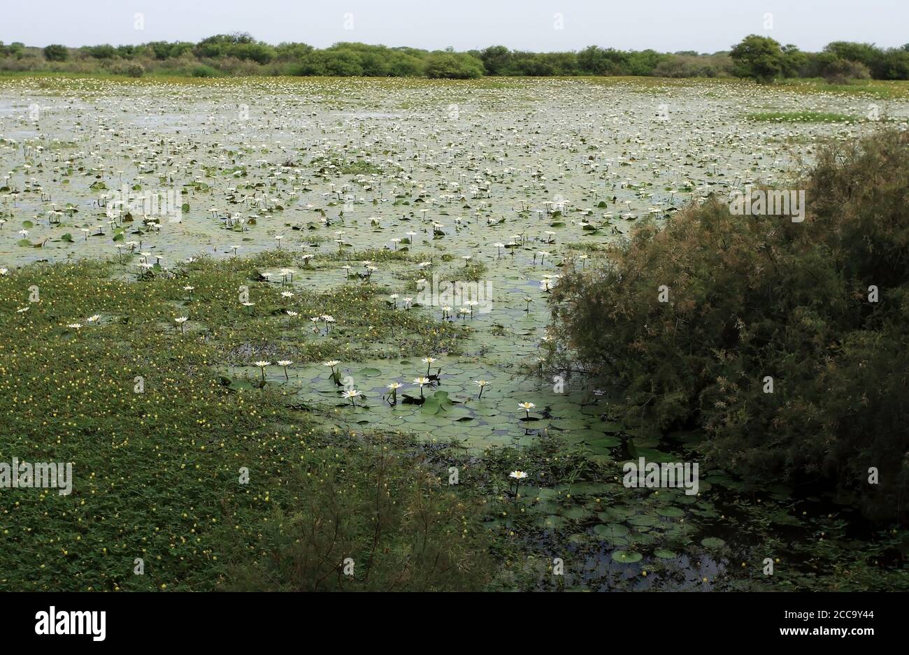 Im Nationalpark Djoudj im Senegal gibt es viele flache Teiche. Stockfoto