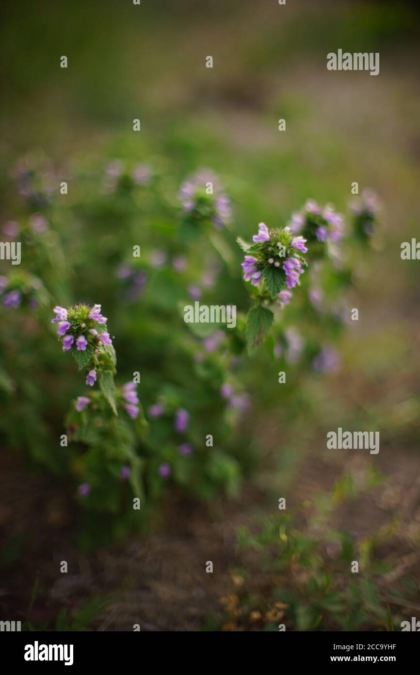 Lamium purpureum. Zweijährige krautige Pflanze. Wilde lila Blüten wachsen in sonnigen Feld. Stockfoto