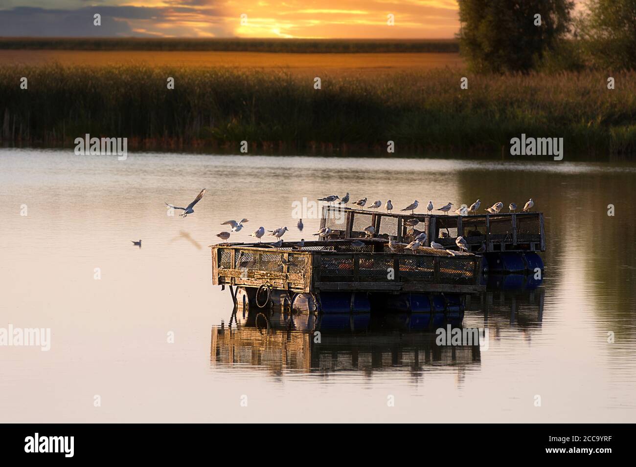 Vogelhabitat auf dem See im Sommer Nachmittag und leer Leerzeichen für Text Stockfoto
