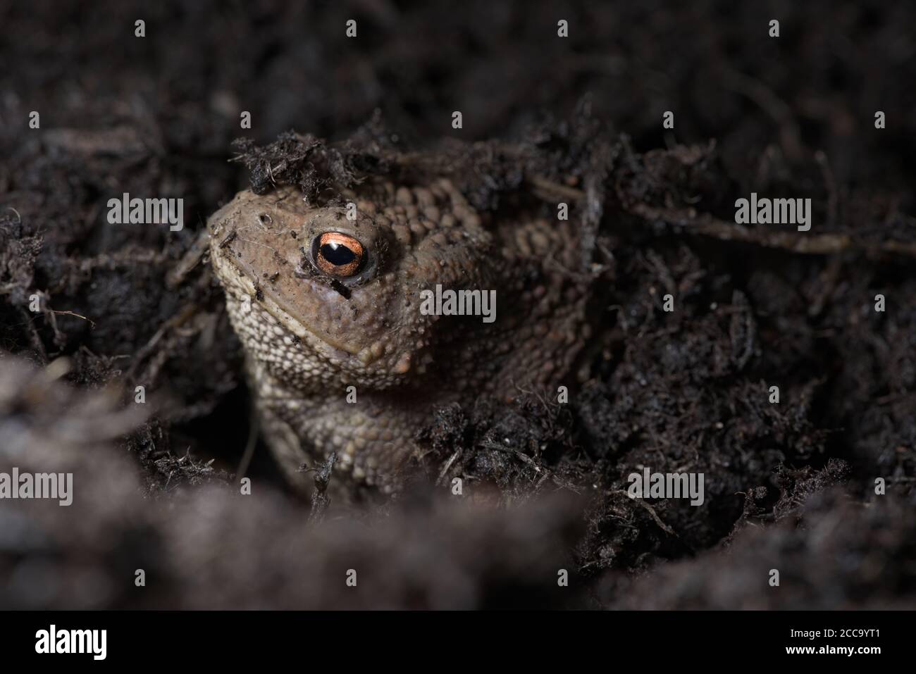 3 - lebendige orange Auge sticht heraus, wie dieses Kröten Gesicht heraus unter dem Kompost guckst, in dem die Kröte sich versteckt. Seitenprofil Stockfoto