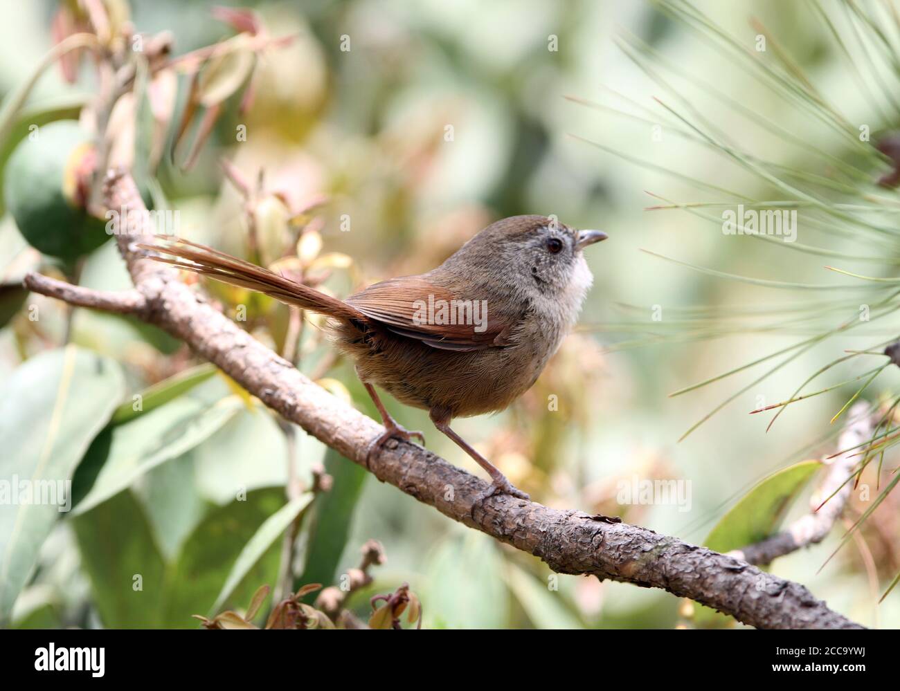 Rufous-tailed Babbler (Chrysomma poecilotis) in Yunnan, China. Auch bekannt als Moupinia. Auf einem Ast. Es ist endemisch in Zentralchina. Stockfoto