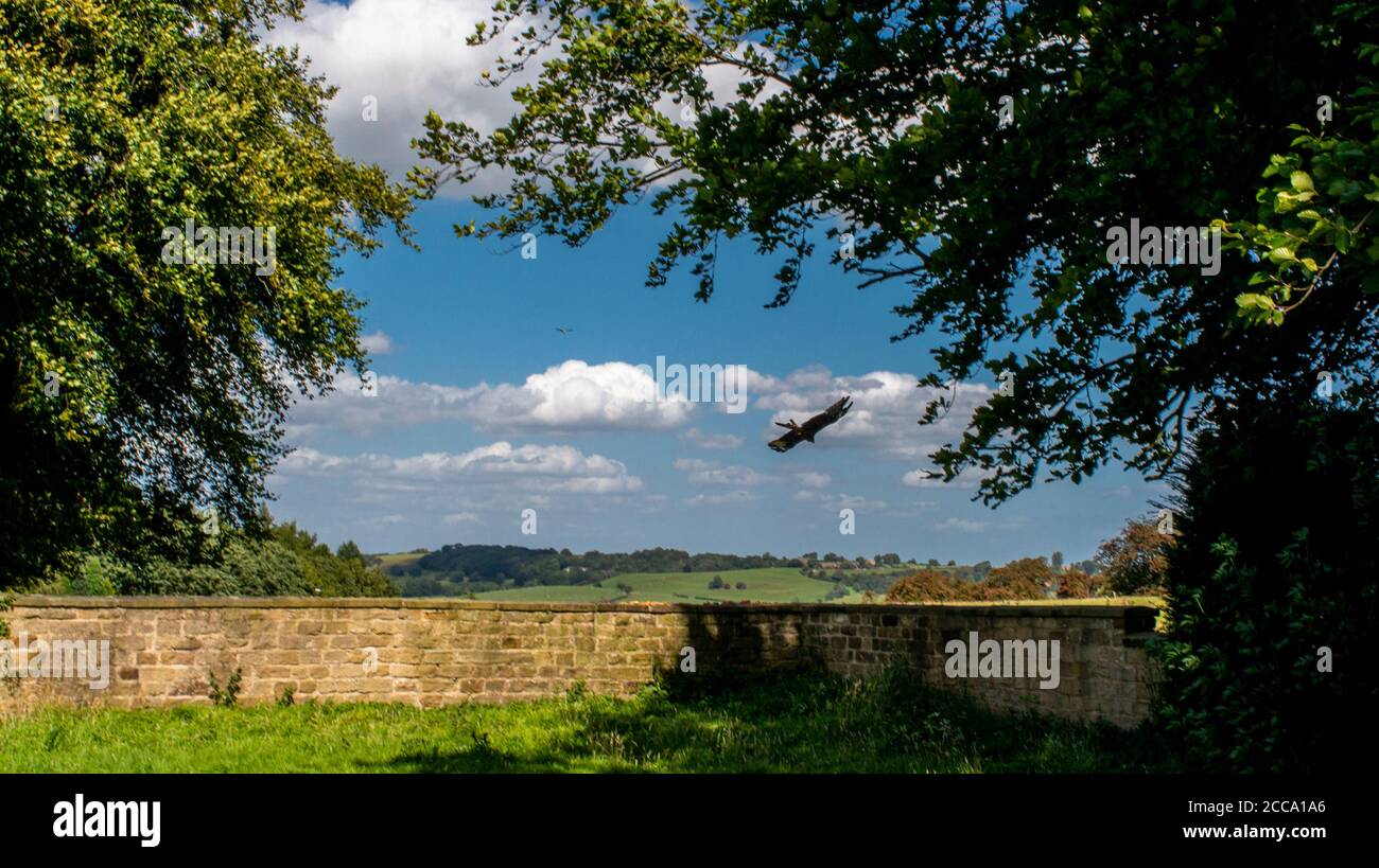 Harrogate, North Yorkshire, Großbritannien. August 2020. Rote Drachen fliegen gegen den blauen Himmel über Harewood House in der Nähe von Harrogate. Kredit: ernesto rogata/Alamy Live Nachrichten Stockfoto