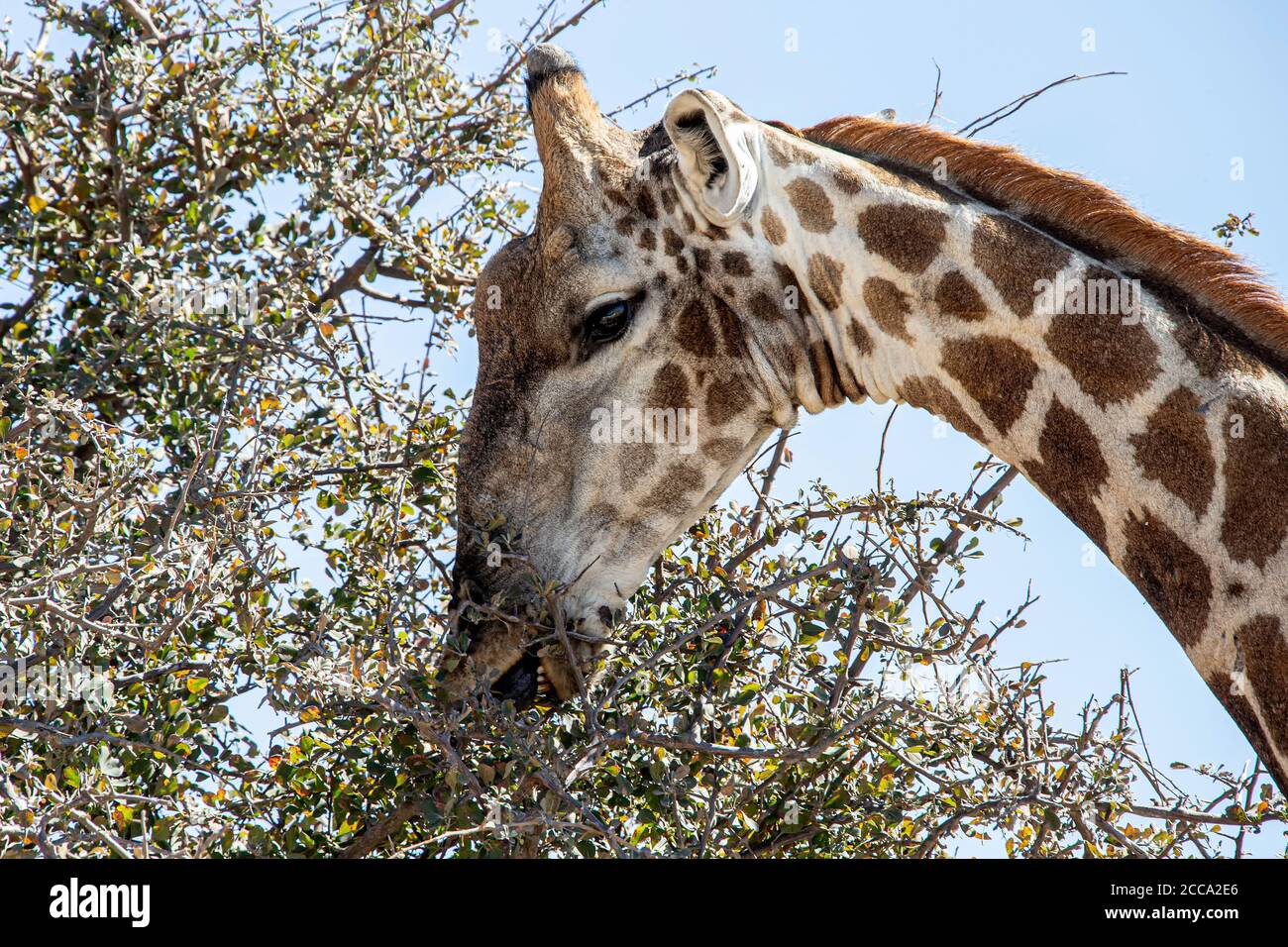 Der Kopf einer Giraffe, die Zähne und Zunge zeigt. Stockfoto