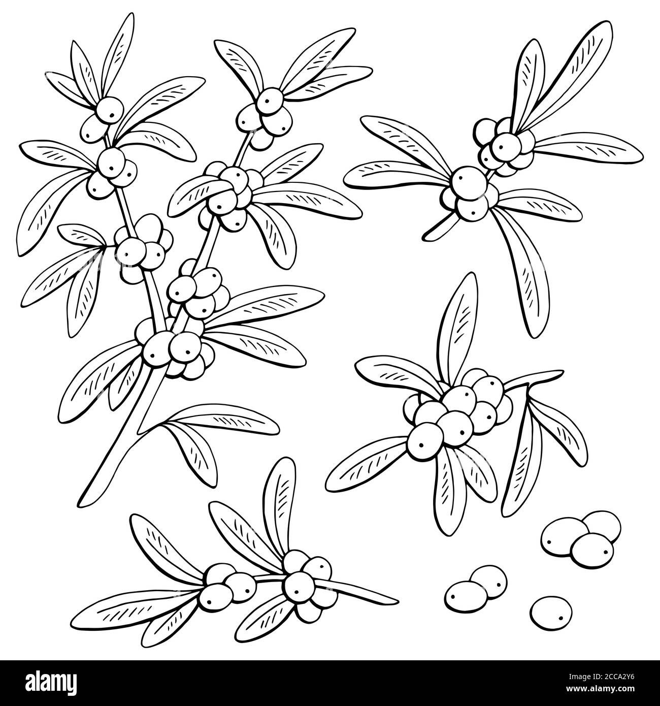 Sanddorn Beere Grafik Zweig schwarz weiß isoliert Skizze Illustration ...