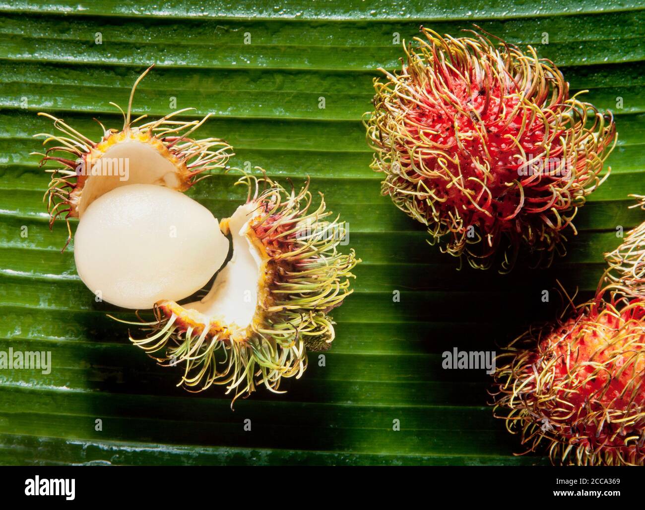 Rambutan Fruit, Nephelium lappaceum, Stockfoto