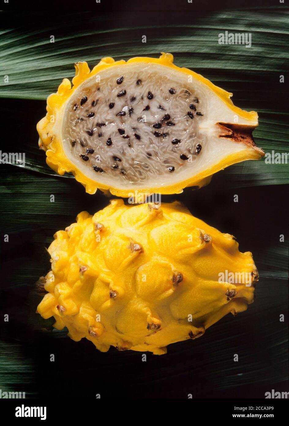 Erdbeerbirne, Pitaya, pɪtahaya, Pitahaya oder Drachenfrucht. Stenocereus, sp. Stockfoto