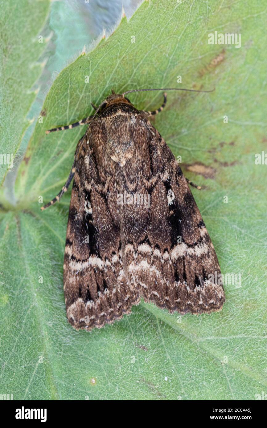 Kupfer Underwing (Amphipyra Pyramidea) Stockfoto