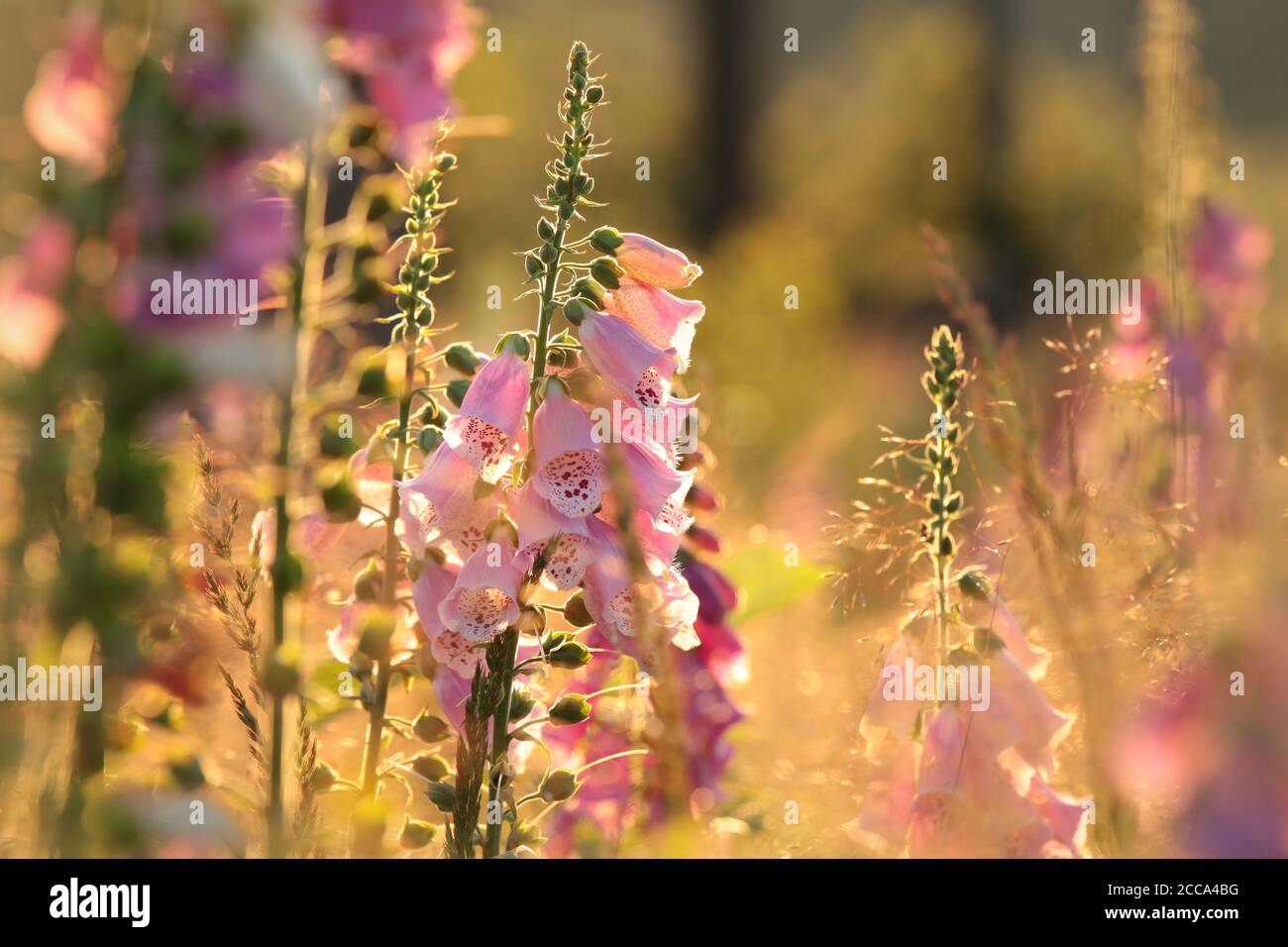 Purple Foxglove - Digitalis purea bei Sonnenaufgang. Stockfoto