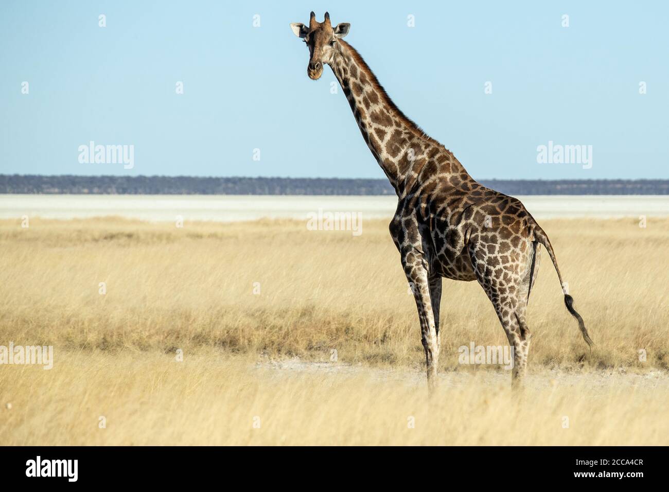 Einone Giraffe auf der Ebene von Etosha Stockfoto