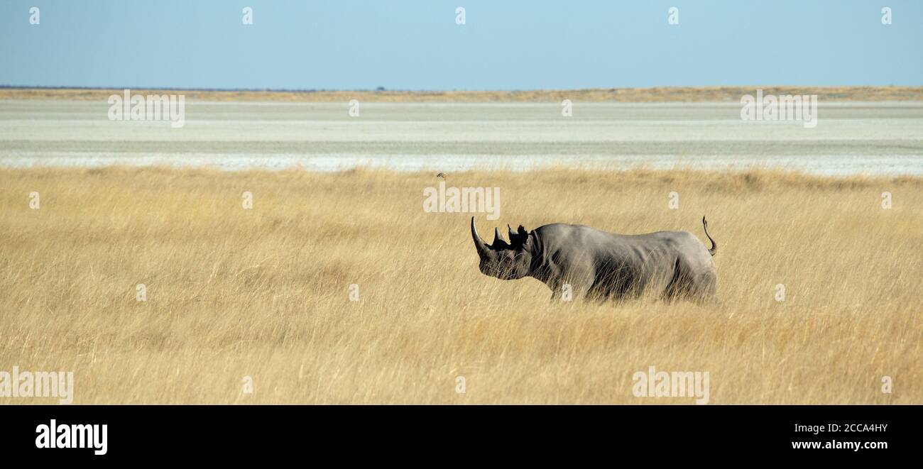 Black Rhino läuft auf der Savanne Ebene von Etosha mit hohem Gras und der Pfanne im Hintergrund. Stockfoto