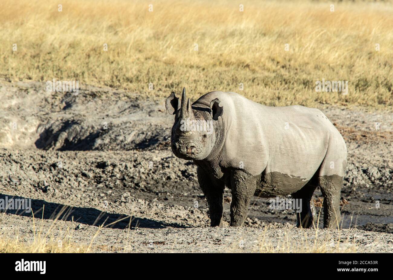 Schwarzes Nashorn, das aus einem Schlammwälzer auf der Ebene von Etosha hervortritt. Stockfoto