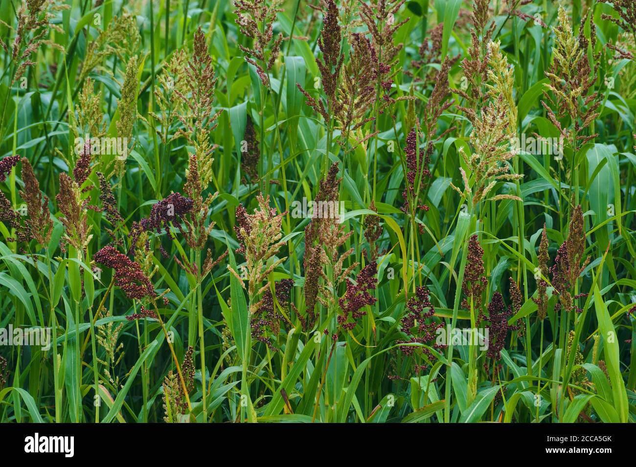 Farbvielfalt in den Quasten der Besen-Maispflanze. Stockfoto