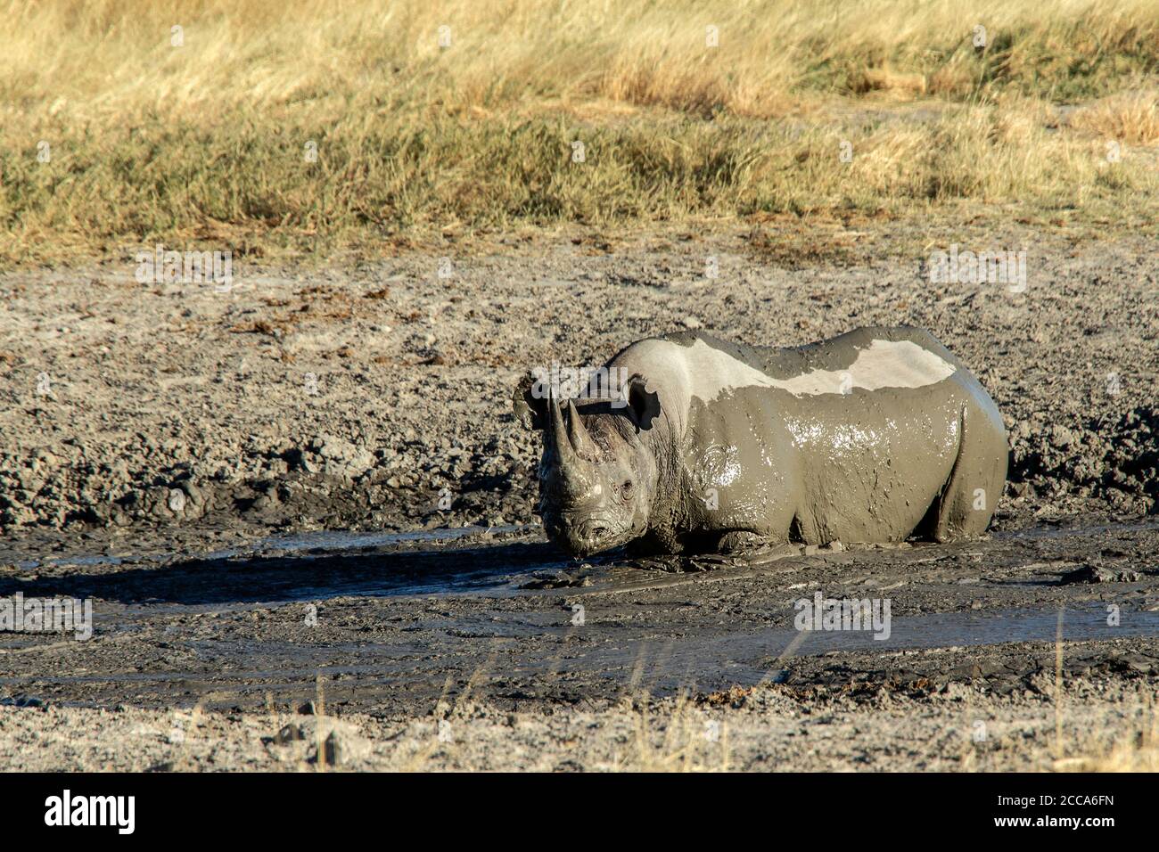 Schwarzes Nashorn, das auf der Estosha einen Schlammschwelg genießt savannah Stockfoto