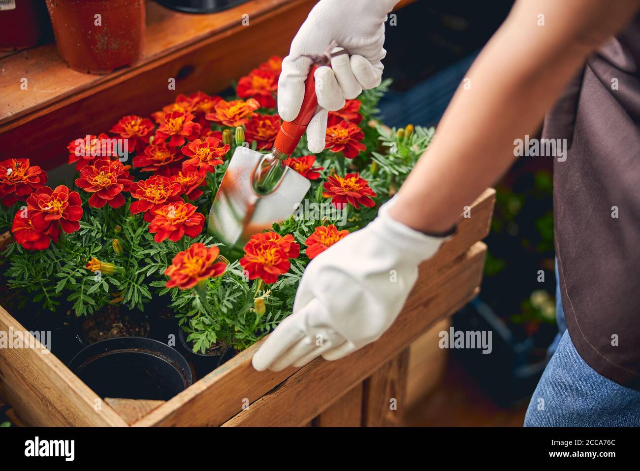 Baumschule weibliche Arbeiter Neupflanzen einer blühenden Ringelblume Stockfoto