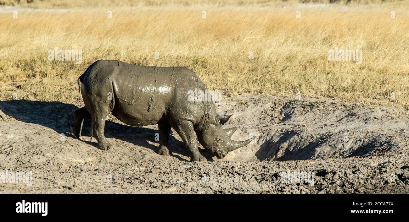 Schwarzes Nashorn in einem Kratzloch nach einem Schlammbad. Stockfoto