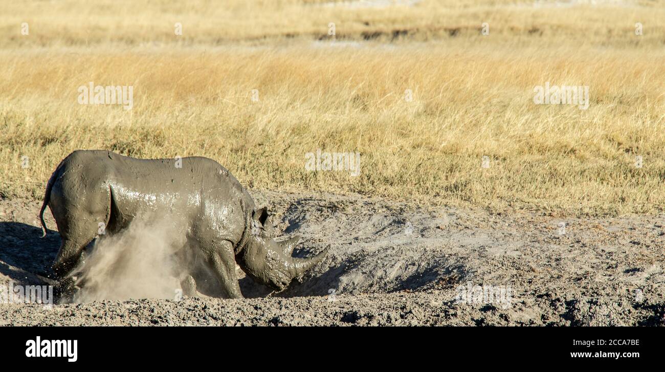 Schwarzes Nashorn, das nach einem Schlammbad in einem staubigen Kratzloch gräbt. Stockfoto