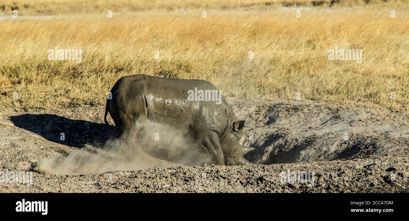 Schwarzes Nashorn, das nach einem Schlammbad in einem staubigen Kratzloch gräbt. Stockfoto