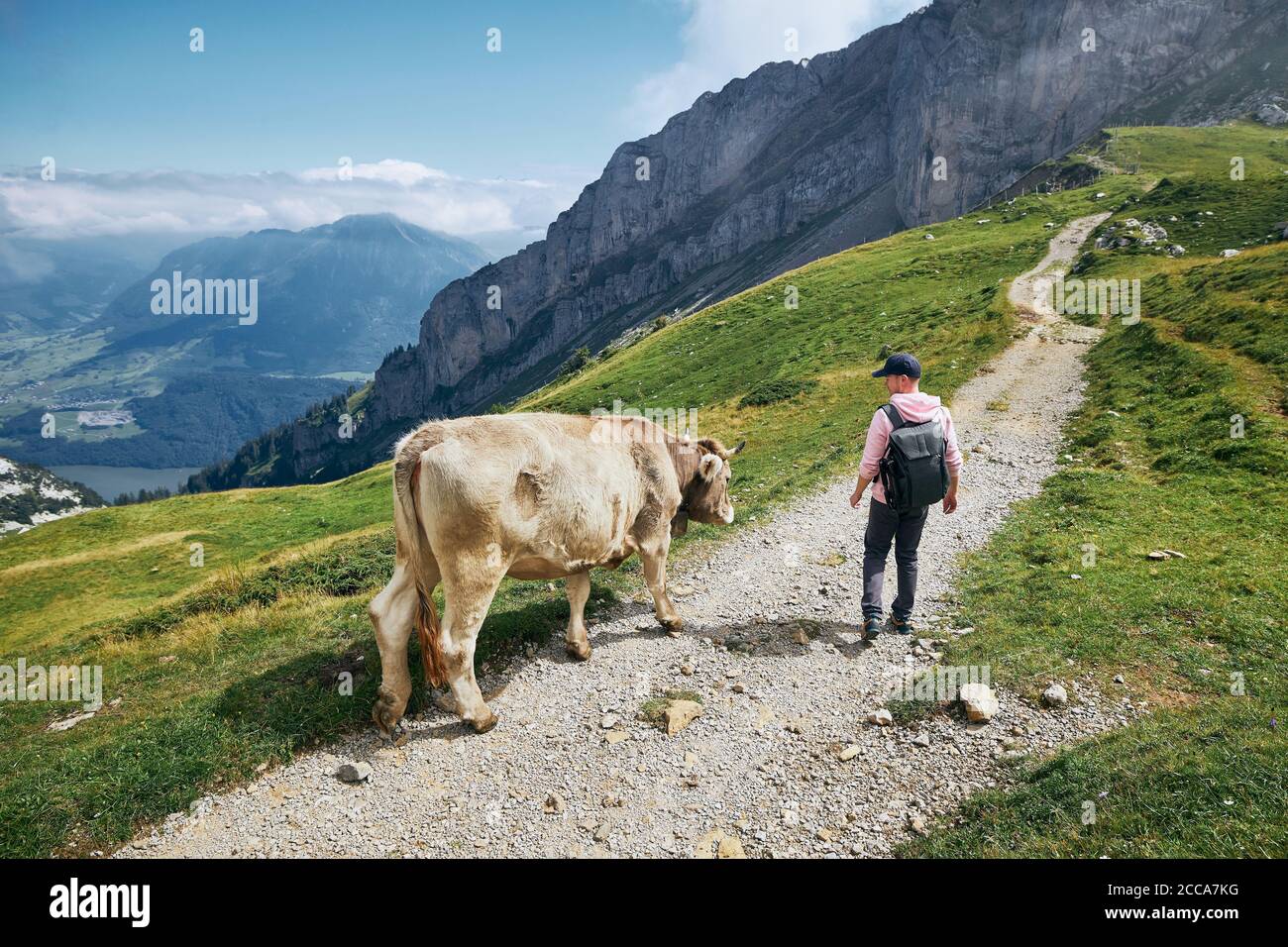 Junger Mann beim Wandern mit schweizer Kuh auf Bergwanderweg. Pilatus, Luzern, Schweiz. Stockfoto