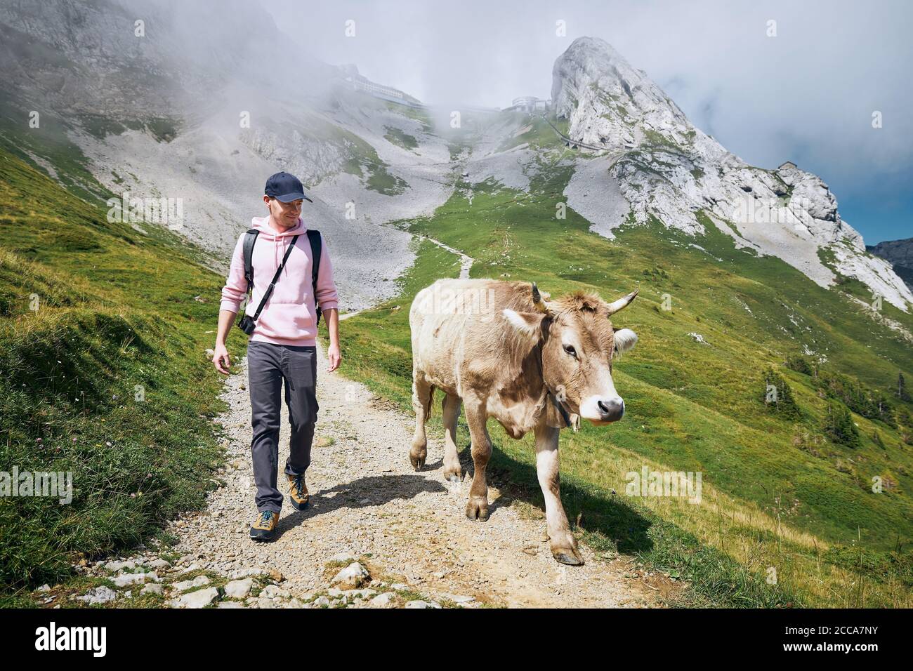 Junger Mann beim Wandern mit schweizer Kuh auf Bergwanderweg. Pilatus, Luzern, Schweiz. Stockfoto